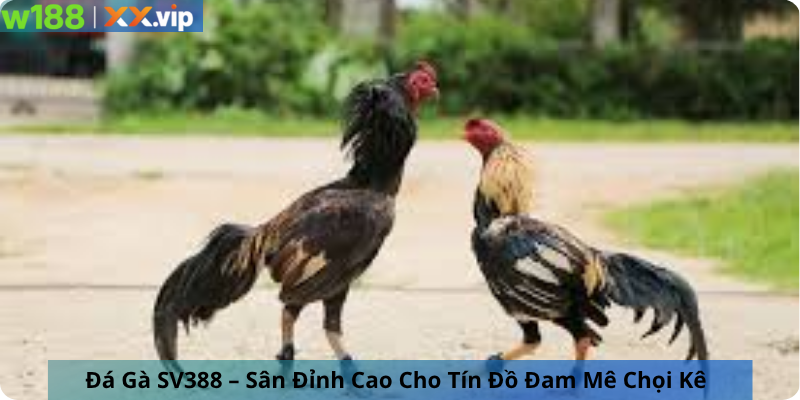 Đá Gà SV388 – Sân Đỉnh Cao Cho Tín Đồ Đam Mê Chọi Kê