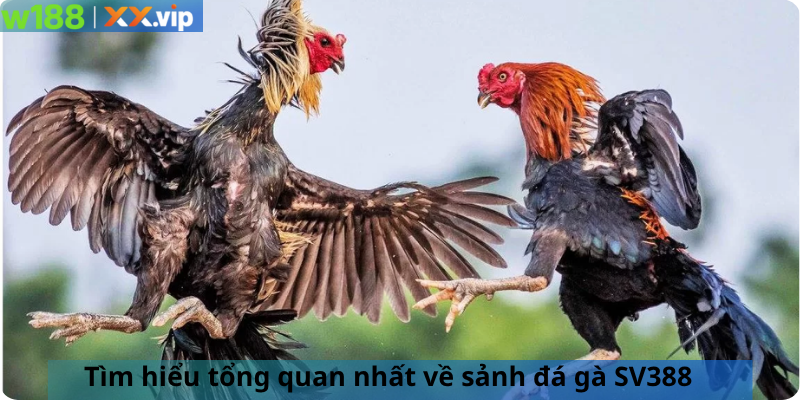 Tìm hiểu tổng quan nhất về sảnh đá gà SV388