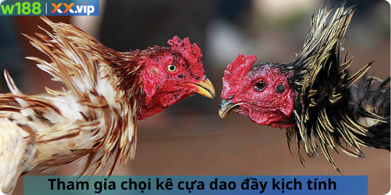 Tham gia chọi kê cựa dao đầy kịch tính