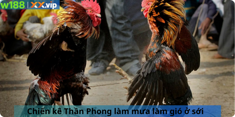 Chiến kê Thần Phong làm mưa làm gió ở sới