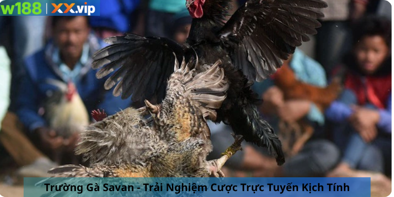 Trường Gà Savan - Trải Nghiệm Cược Trực Tuyến Kịch Tính