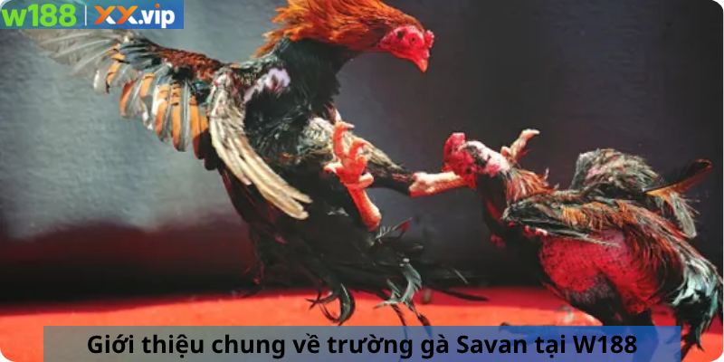 Giới thiệu chung về trường gà Savan tại W188