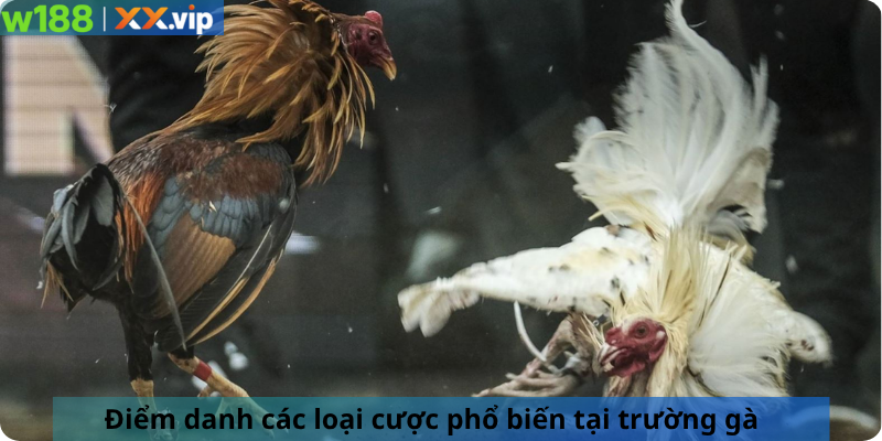 Điểm danh các loại cược phổ biến tại trường gà