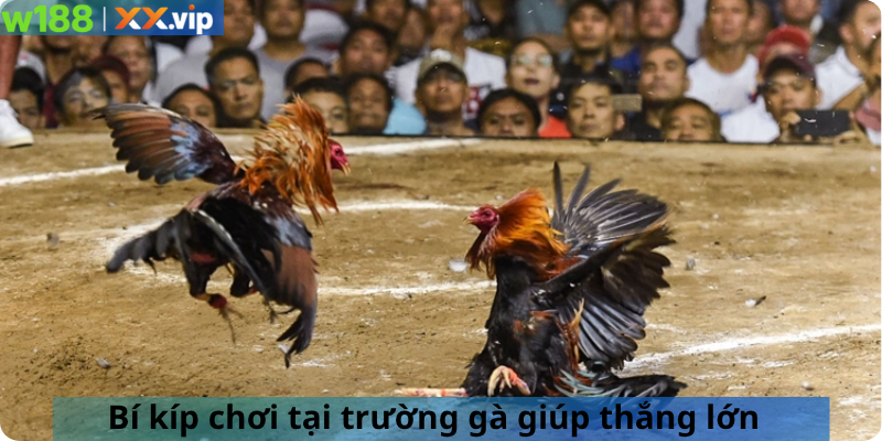 Bí kíp chơi tại trường gà giúp thắng lớn