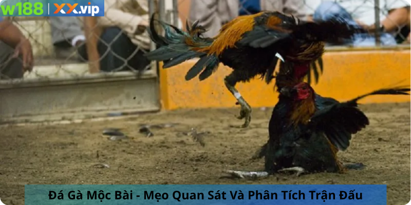 Đá Gà Mộc Bài - Mẹo Quan Sát Và Phân Tích Trận Đấu