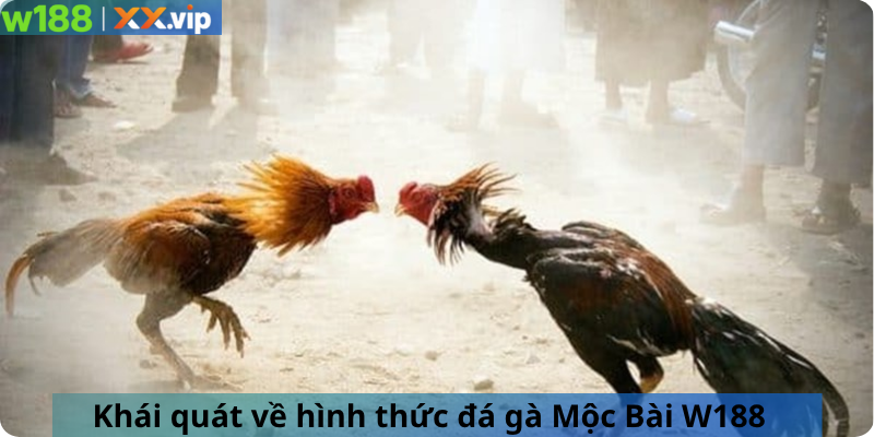 Khái quát về hình thức đá gà Mộc Bài W188