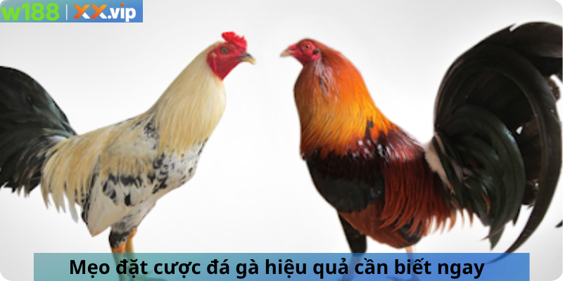 Mẹo đặt cược đá gà hiệu quả cần biết ngay