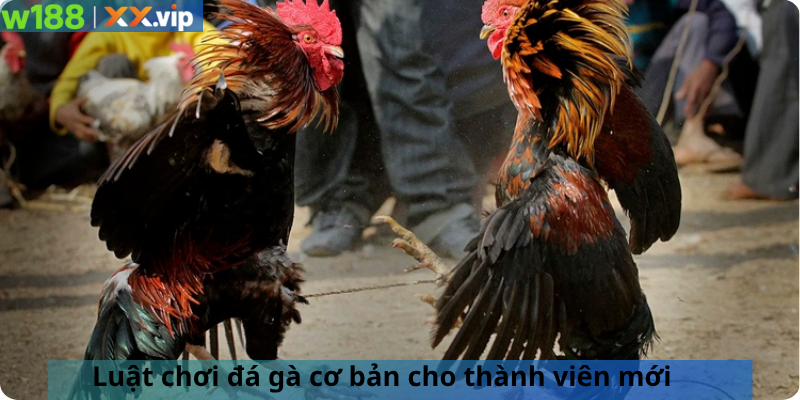 Luật chơi đá gà cơ bản cho thành viên mới