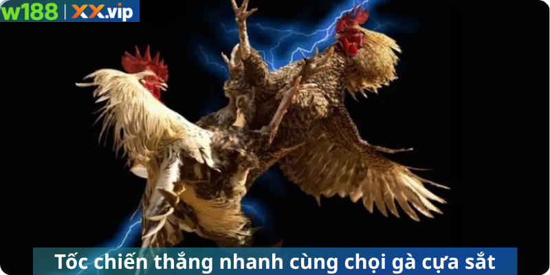 Tốc chiến thắng nhanh cùng chọi gà cựa sắt