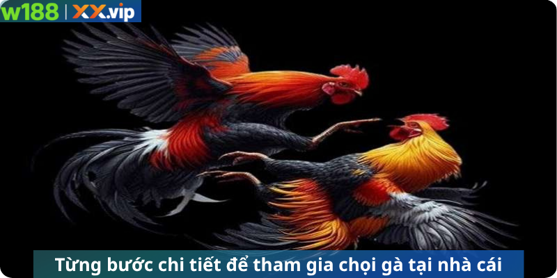 Từng bước chi tiết để tham gia chọi gà tại nhà cái